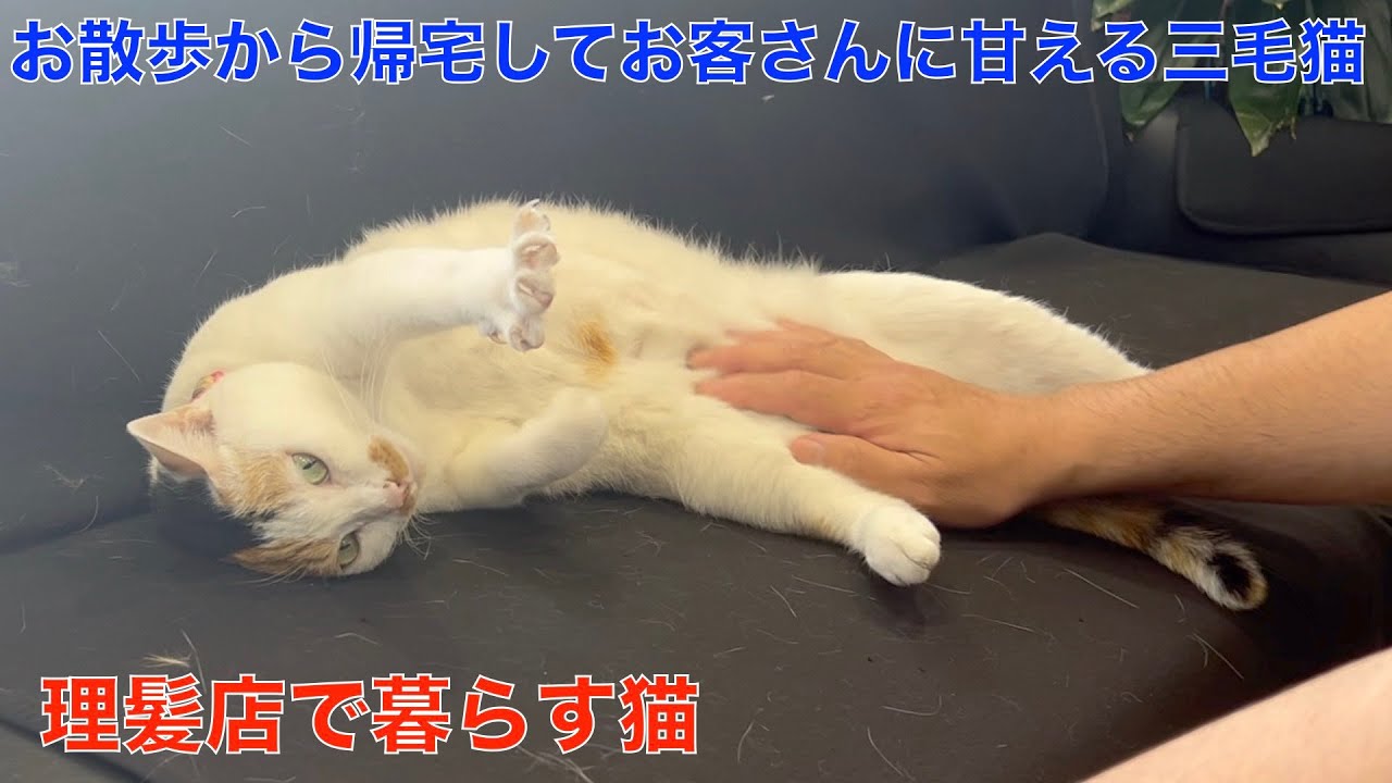 海外床屋 ツーブロック/マンバン ヘアカット/顔剃りASMR カンボジア Shaved Sides Haircut /Beard Shave