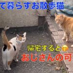 お散歩に出かける理髪店で暮らす猫達！お散歩から帰ったらオジサンに甘える猫が可愛い😅名前を呼んでも無視する三毛猫！