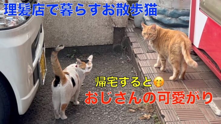 お散歩に出かける理髪店で暮らす猫達！お散歩から帰ったらオジサンに甘える猫が可愛い😅名前を呼んでも無視する三毛猫！