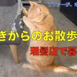 爪研ぎからのお散歩に出かける理髪店で暮らす猫！ソファーが、ボロボロに😢なぜそこで、爪を研ぐの？