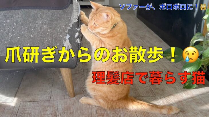 爪研ぎからのお散歩に出かける理髪店で暮らす猫！ソファーが、ボロボロに😢なぜそこで、爪を研ぐの？