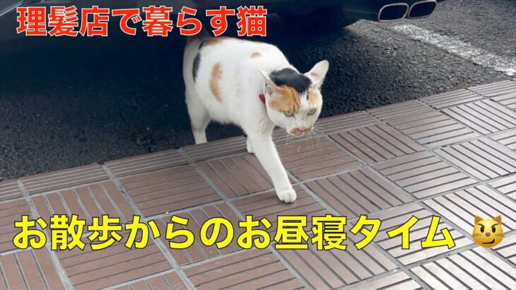 理髪店で暮らす三毛猫と茶トラ猫 😸 今日も仲良くお出かけからのお昼寝＾＾