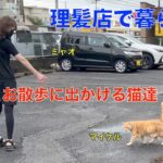 ママとお出かけする理髪店の猫達！仲良く草を食べる猫達が可愛い