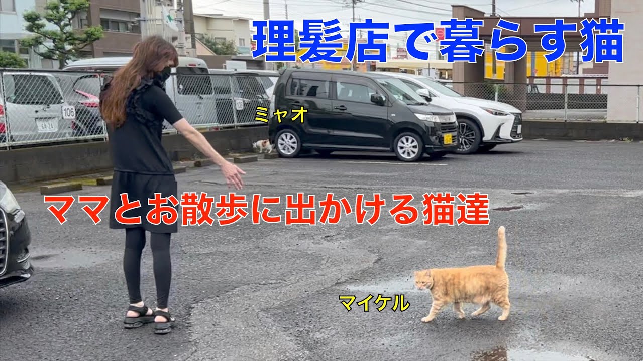 ママとお出かけする理髪店の猫達！仲良く草を食べる猫達が可愛い