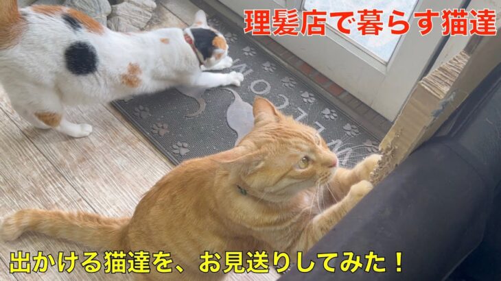 お散歩に出かける猫達のお見送り＾＾理髪店で暮らすお散歩猫とおじさん！😅