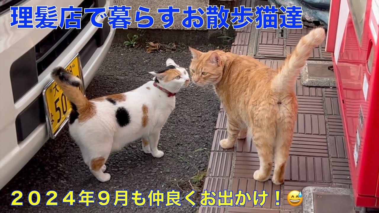 理髪店で暮らす猫達 ２０２４年９月！😼今日も元気に仲良くおでかけ〜
