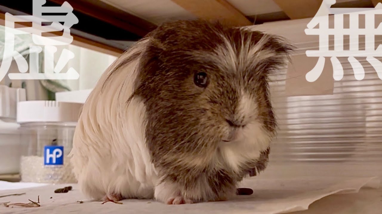 ぜつぼう理髪店💈 【モルモット】Guinea pig haircut