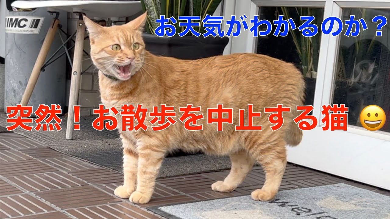 2024年【ベトナム名物】カエル肉とビールで大宴会。想像以上にハードなホーチミン旅。蛙食/日本人街/風俗街/偽物/ダーカウ/9月23日公園