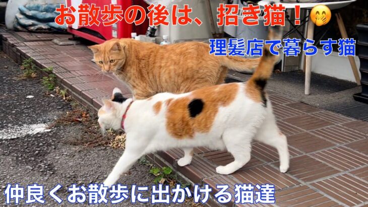 お散歩から帰宅したら招き猫＾＾理髪店で暮らす招き猫達 🤭雨を警戒しながら仲良くお散歩に＾＾