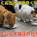 仲良くお出かけ！仲良く帰宅＾＾🤭 理髪店で暮らすお散歩猫達 😸