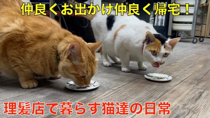 仲良くお出かけ！仲良く帰宅＾＾🤭 理髪店で暮らすお散歩猫達 😸