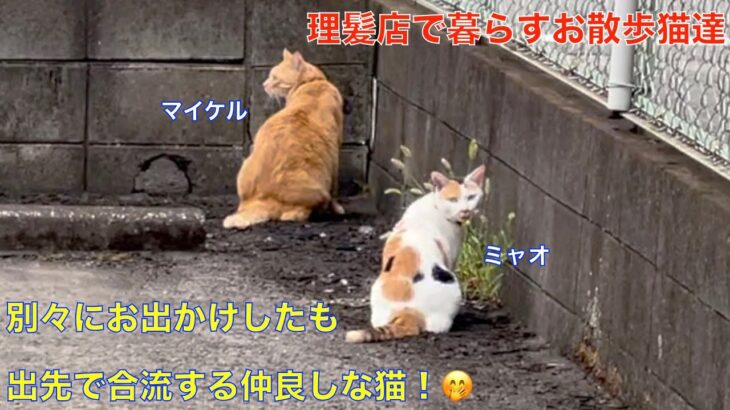 別々にお散歩に出かけても仲良く過ごす理髪店で暮らすお散歩猫達（猫達のお散歩について行ってみた）🤭