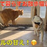 理髪店で暮らすお散歩猫達＾＾今日はマイケルが膝の上に＾＾甘える茶トラ猫