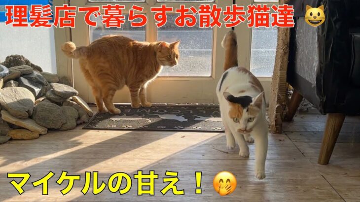 理髪店で暮らすお散歩猫達＾＾今日はマイケルが膝の上に＾＾甘える茶トラ猫