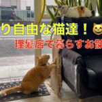 出入り自由な季節！😅 理髪店で暮らすお散歩猫達（この季節、玄関を開けっぱなしにしているので）自由に出入り＾＾お散歩猫達の日常動画