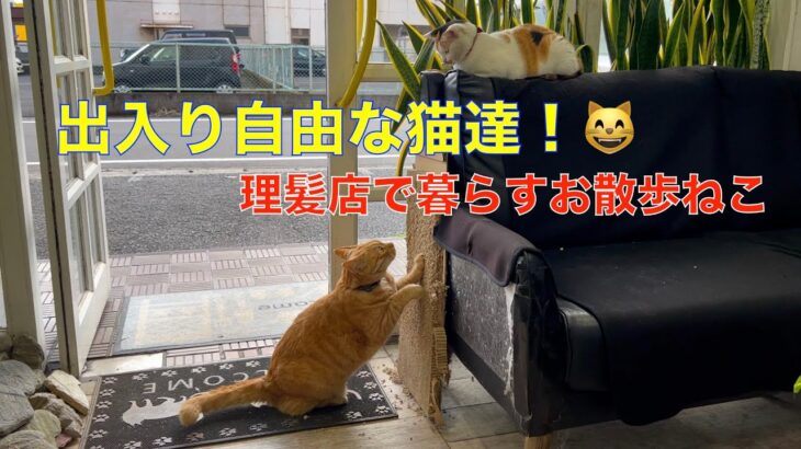 出入り自由な季節！😅 理髪店で暮らすお散歩猫達（この季節、玄関を開けっぱなしにしているので）自由に出入り＾＾お散歩猫達の日常動画