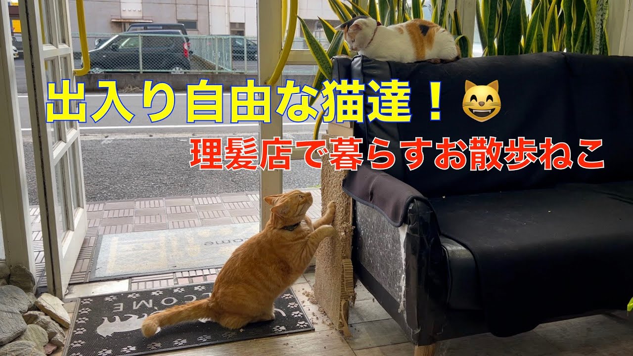 出入り自由な季節！😅 理髪店で暮らすお散歩猫達（この季節、玄関を開けっぱなしにしているので）自由に出入り＾＾お散歩猫達の日常動画