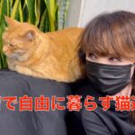 理髪店で、自由に暮らすお散歩する猫達＾＾招き猫＾＾癒し猫＾＾