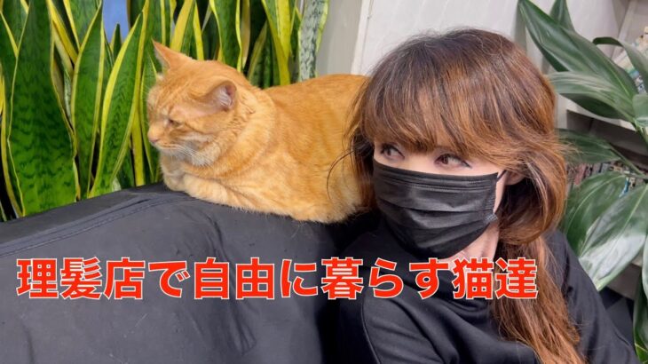 理髪店で、自由に暮らすお散歩する猫達＾＾招き猫＾＾癒し猫＾＾