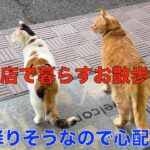 理髪店で暮らすお散歩猫達＾＾雨が降りそうなので、お出かけを悩む猫達が可愛い。今日の午後は、雨の為、お散歩は午前の１回だけ！