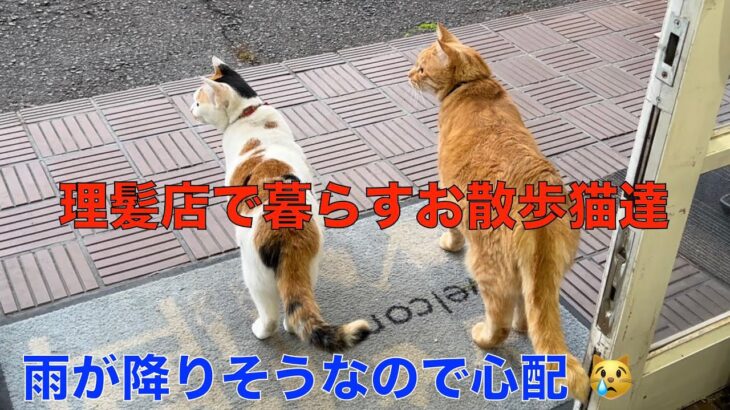 理髪店で暮らすお散歩猫達＾＾雨が降りそうなので、お出かけを悩む猫達が可愛い。今日の午後は、雨の為、お散歩は午前の１回だけ！