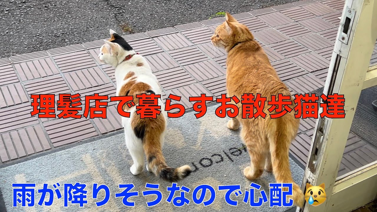 🇻🇳【ガルバ探訪＃6】ベトナム・ホーチミンのレタントン日本人街のBAR桃白白へ！