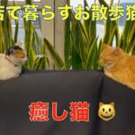 お散歩から帰宅して甘える猫が可愛い😅理髪店で暮らす癒し猫！