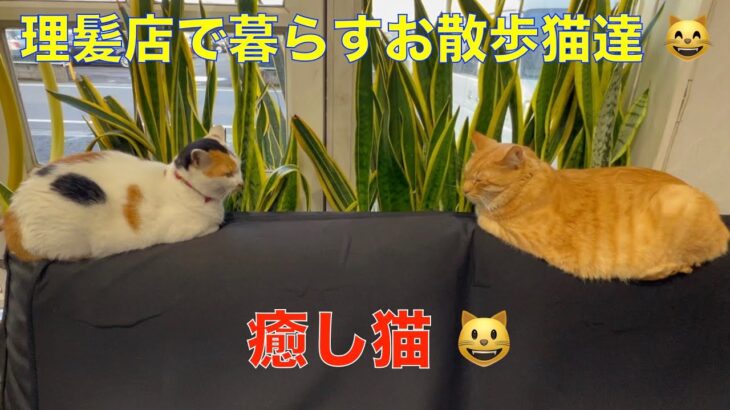 お散歩から帰宅して甘える猫が可愛い😅理髪店で暮らす癒し猫！