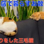 朝帰りをした三毛猫＾＾（理髪店で暮らすお散歩猫）秋の夜長はお外が気持ち良いのかな？