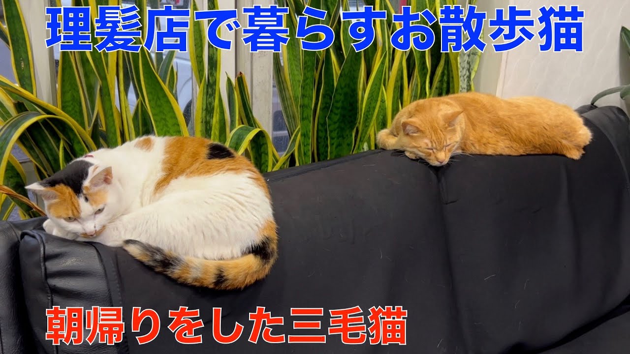 【ホーチミン旅行8月15日】JAL欠航で旅行が延期…タンビン区の美味しい屋台飯で癒されます