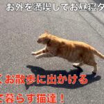 理髪店で暮らす猫達の日常＾＾今日も元気にお散歩に出かけて、お外を満喫！走り回ってお疲れ様＾＾🤭