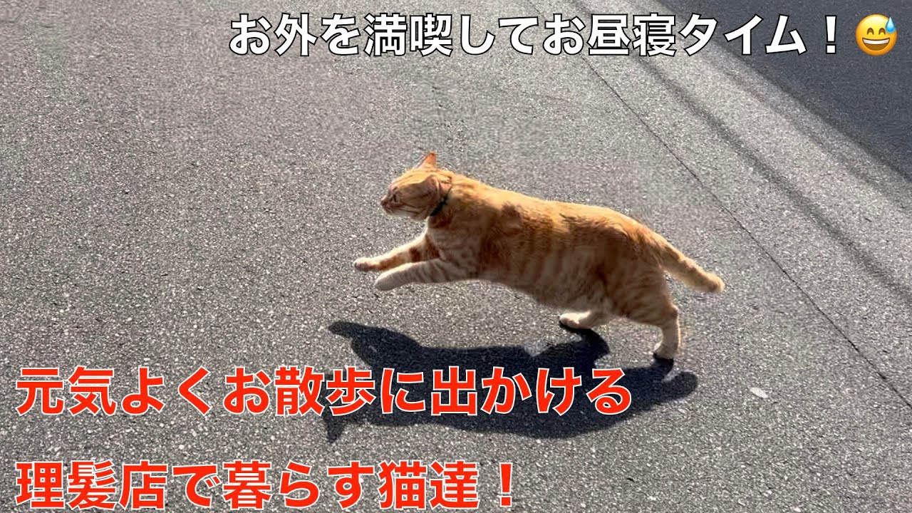 理髪店で暮らす猫達の日常＾＾今日も元気にお散歩に出かけて、お外を満喫！走り回ってお疲れ様＾＾🤭