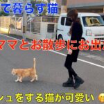 ママとお散歩に出かける理髪店で暮らす猫達＾＾猛ダッシュを見せてくれました＾＾外を嬉しそうに走る姿が可愛い！猫＾＾本来の姿？😊（三毛猫のミャオと茶トラのマイケル）