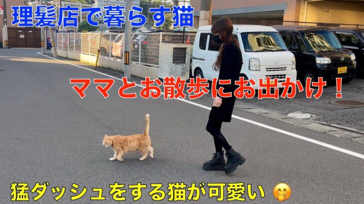 ママとお散歩に出かける理髪店で暮らす猫達＾＾猛ダッシュを見せてくれました＾＾外を嬉しそうに走る姿が可愛い！猫＾＾本来の姿？😊（三毛猫のミャオと茶トラのマイケル）