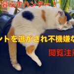 理髪店で暮らす＾＾ハンター三毛猫ミャオ！（閲覧注意）プレゼントを逃されて、不機嫌な三毛猫ミヤオが可愛い。🤭