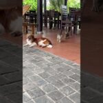 🇻🇳ベトナム ホテルの猫たち