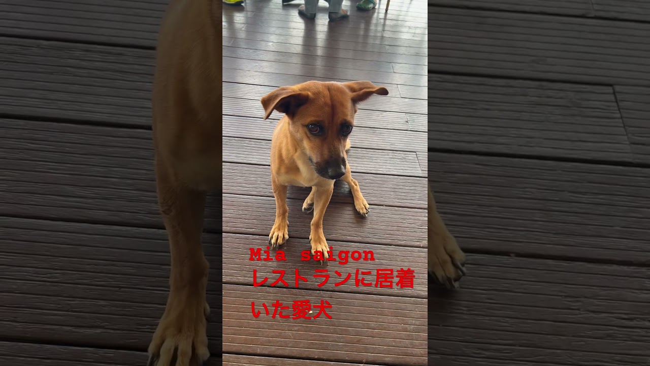 ホーチミンのホテルで見つけた賢い犬、海外の野犬も賢い、日本の犬は過保護？